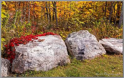 image by Kirms Photography Sunrisr Mtn-Stokes St Forest-4